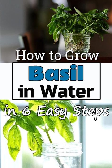 For never-ending fresh & aromatic supply of sweet basil sprigs in your kitchen, follow these 6 steps and start Growing Basil in Water. How To Grow Basil In Water, Growing Basil Inside, Growing Basil In Water, How To Grow Basil From Clippings, Grow Basil In Water, Basil Plant Indoors, Propagate Basil, Growing Basil Indoors, Basil Water