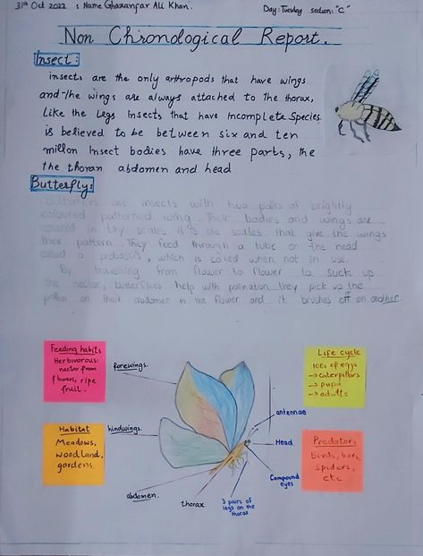 About butterfly Non Chronological Report, Non Chronological Reports, About Butterfly, Arthropods