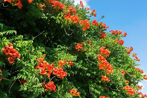 Cape Honeysuckle, Orange Flowering Plants, Fast Growing Shrubs, Honeysuckle Vine, Trailing Flowers, Evergreen Vines, Growing Vines, North Garden, Western Star