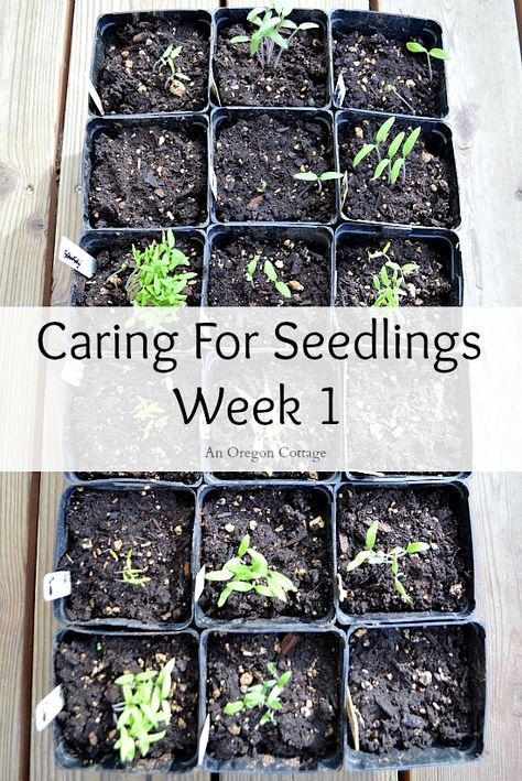 Caring for Seedlings at One Week: the simple steps you need to take to make sure your little plants grow strong and healthy! An Oregon Cottage Garden 101, Oregon Cottage, Cottage Recipes, Gardening For Dummies, Growing Tomatoes In Containers, Tomato Seedlings, Easy Gardening, Starting Seeds Indoors, Garden Inspo