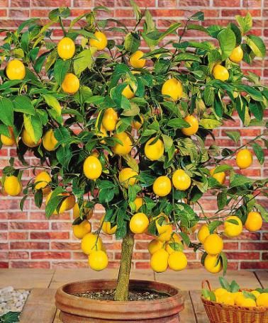 Small citrus trees grow very well in northern greenhouses. In my Rhode Island greenhouse, I grow lemons, limes, and oranges that I harvest during winter. T Citrus In Pots, Tree Greenhouse, Fruit Trees In Pots, Citrus Tree Indoor, Indoor Lemon Tree, Growing Lemon Trees, Growing Citrus, High Tunnel, Tropical Greenhouses