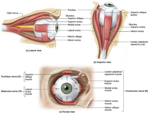 Eye Nerves, Muscles In The Body, Human Body Muscles, Eye Muscles, Eye Anatomy, Gluteal Muscles, Basic Anatomy And Physiology, Cranial Nerves, Human Body Anatomy