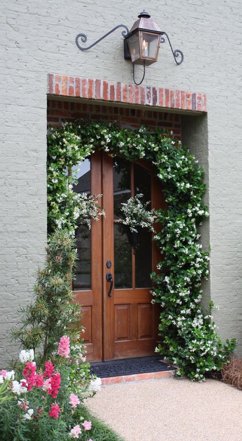 Confederate Jasmine vine growing around arched doors Climbing Roses Trellis, Wall Climbing Plants, Red Climbing Roses, Front Door Plants, Arched Front Door, Office Redesign, Flower Jasmine, Patio Areas, Jasmine Vine