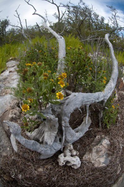 Driftwood Ideas For Gardens – Learn About Things To Do With Driftwood Driftwood Landscaping Ideas, Driftwood Garden, Wood Succulent Planter, Driftwood Planters, Driftwood Ideas, Succulent Planter Diy, Ideas For Garden, Driftwood Projects, Garden Wallpaper