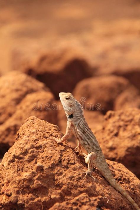 Oriental Garden Lizard in wild. Sitting on a sun lit rock Oriental Garden Lizard , #affiliate, #Sitting, #sun, #lit, #wild, #Oriental #ad Garden Lizard, Future Landscape, Graphics Design Ideas, India Colors, Background Texture, Lizards, Design Background, Graphics Design, Textured Background