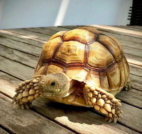 Blow Dried Cow, Radiated Tortoise, Red Footed Tortoise, Tortoise House, Russian Tortoise, Baby Tortoise, Amazing Frog, Sulcata Tortoise, Cute Reptiles