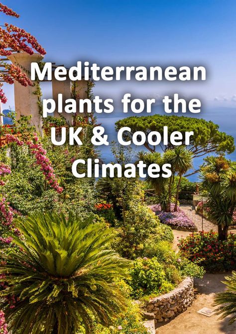 Mediterranean Garden Uk Style, Mediterranean Pot Plants, Low Maintenance Mediterranean Garden, Garden Flower Bed Ideas Uk, Mediterranean Coastal Garden, Uk Mediterranean Garden, Mediteranian Garden Design, Mediterranean Style Garden Ideas, Uk Garden Plants