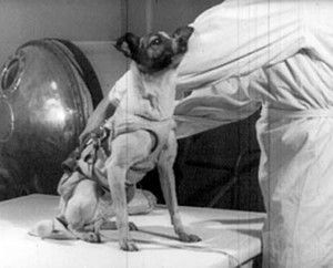 First Dog Put In Orbit Was So Sweet, Scientist Regretted Sending Her There Soviet Space Dogs, Belka And Strelka, Laika Dog, Space Bunny, Dog Tumblr, Sea Life Animals, Spitz Dogs, Space Animals, Planetary Science