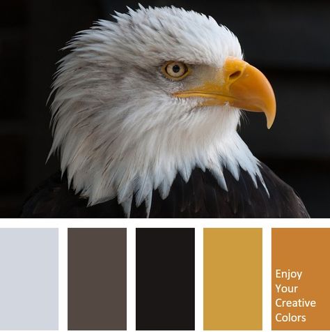 Color Palette #0025 Eagle Totem, Watercolor Pictures, Nature Color Palette, Colour Inspiration, Ethnic Design, Color Palette Design, Creative Colour, Colorful Feathers, Wood Carving Art