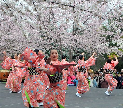 Cherry Blossom festival Japan Japan Cherry Blossom Festival, Cherry Blossom Outfit, Festival Japan, Japan Cherry Blossom, Travel Picture Ideas, Cherry Blossom Festival, Festivals Around The World, Kumamoto, Bucket List Destinations