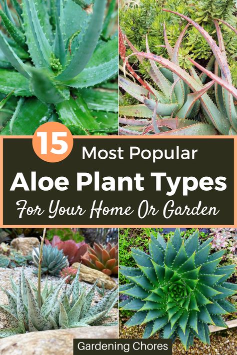 There are 550 species of Aloe plants, not all are cultivated. The shape of the all aloe plants is usually quite similar, but you can distinguish aloe plant by the size, leaf and flower color, and often by the leaf shape as well. These also give them qualities that make them suitable to different settings, both indoors and outdoors. Types Of Aloe Plants, Aloe Plant Care, Aloe Vera Plant Indoor, Aloe Plants, Plant Types, Outside Lands, Aloe Plant, Aloe Vera Plant, Succulent Care