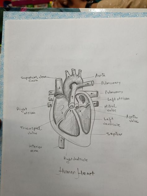 Heart Anatomy Drawing Sketches, Heart Diagram Drawing, Study Types, Physiology Art, Heart Anatomy Drawing, Drawing Biology, Human Eye Diagram, Anatomy Diagrams, Neet Notes