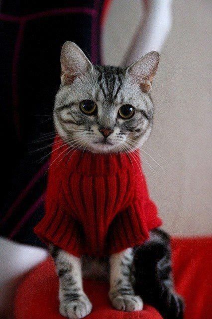 Love the sweater! Red Cottage, Red Sweater, Cats Meow, Beautiful Cats, 귀여운 동물, Funny Cat, Christmas Cats, Crazy Cats, Cat Day