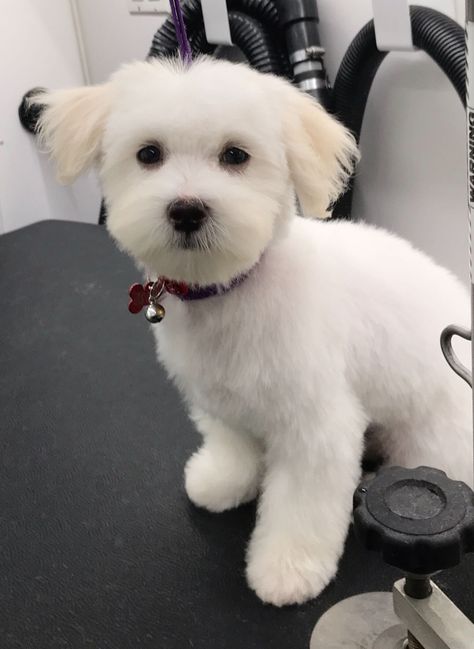 Maltese Cute Haircut, Cute Maltese Haircuts, White Dog Haircut, Dog Haircuts Maltese, Male Maltese Haircut Hairstyles, Maltese Dogs Haircuts Short, Maltese Teddy Bear Haircut, Malshi Haircuts Teddy Bears, Maltipoo Summer Haircut