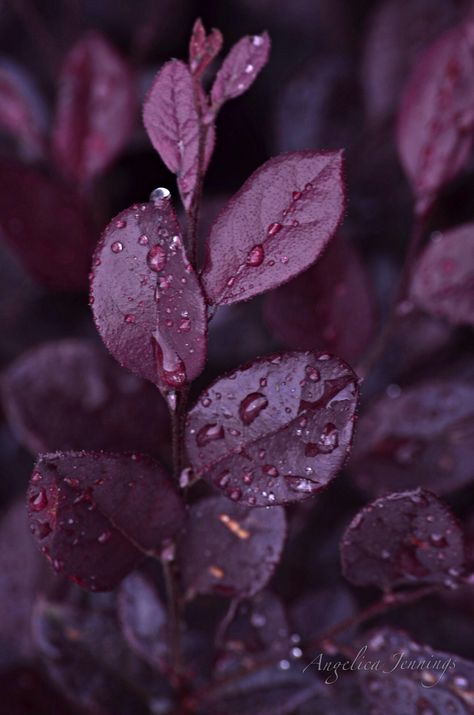 Gotas...Drops... Burgundy Aesthetic, Fall Purple, Purple Flowers Wallpaper, Flower Phone Wallpaper, Water Droplets, Plum Color, Jolie Photo, Plum Purple, Leaf Art