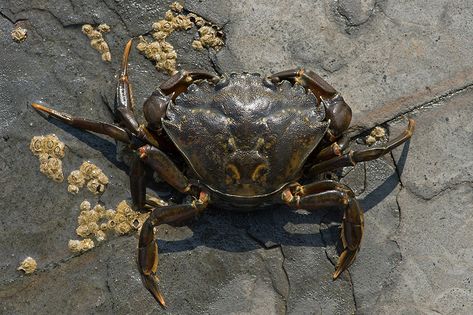 Green Shore Crab (Carcinus maenas) | Dave Hunt Photography | Flickr Green Crab, Production Design, Octopus, Crab, Fish, Green, Photography, Animals, Design