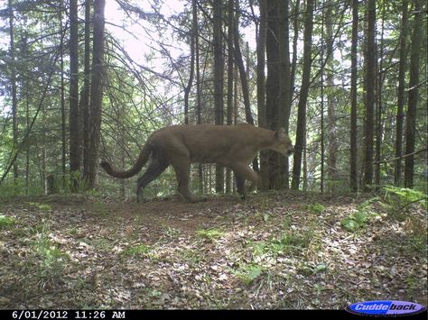 This mountain lion was photographed in 2012 in the U.P. of Michigan. Trail Cam, Marquette Michigan, Michigan Girl, Michigan Travel, State Of Michigan, Mountain Lion, Upper Peninsula, Pure Michigan, Northern Michigan