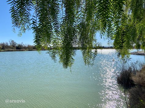 Lake Elizabeth Fremont California 1Feb2022 Fremont California, Vintage Memory, Lake, California, Water, Travel, Quick Saves