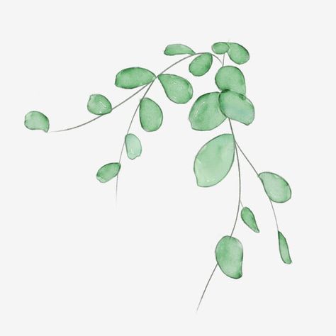 watercolor spring plant leaf vine,leaf plant,vegetation pattern,beautiful potted plant,small leaves,nature,small fresh,leaves,watercolor,spring clipart,plant clipart,nature clipart,vine clipart,leaves clipart,watercolor clipart Easy Watercolor Leaves, Watercolor Plants Simple, Vine Watercolor, Watercolor Vines, Vine Clipart, Nature Clipart, Plants Drawing, Plant Clipart, Vine Drawing