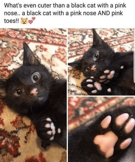 32 Insanely Purrfect Cat Memes To Ring In Caturday The Right Way - I Can Has Cheezburger? Cute Cat Memes, Söt Katt, Funny Animal Memes, Paw Prints, Cute Creatures, Funny Animal Pictures, Maine Coon, Cute Little Animals, Animal Memes