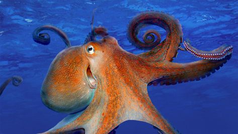 Is that a smile? Octopus Photos, Octopus Vulgaris, Common Octopus, Octopus Species, Octopus Pictures, Octopus Art, Curious Creatures, Young Animal, Weird Creatures