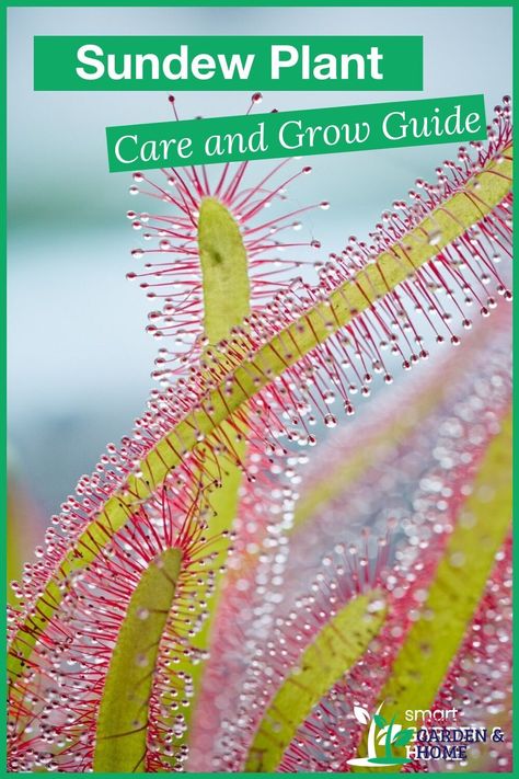 Mini Bog Garden Carnivorous Plants, Carnivorous Plants Terrarium Ideas, Apartment Greenery, Carnivorous Plants Care, Bog Gardens, Carnivore Plants, Carnivorous Plants Terrarium, Sundew Plant, Types Of Houseplants