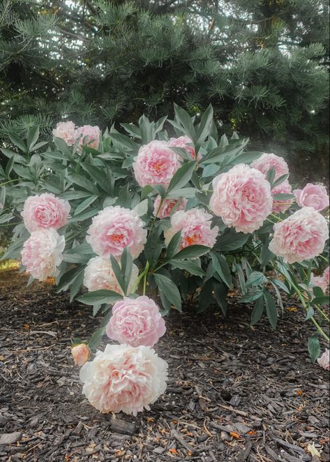 Pink peonies Peony Bush, Fashion And Beauty Tips, Pink Peony, Pink Peonies, Fairy Garden, Wedding Colors, Beauty Tips, Peonies, Outdoor Gardens