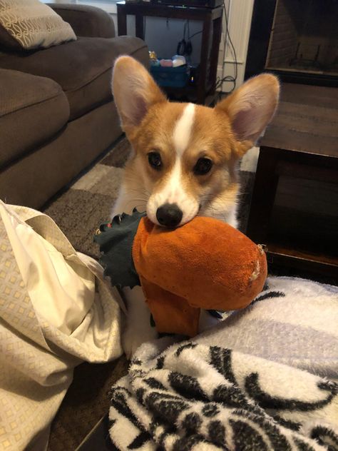 #corgis #corgisofinstagram #corgigram #corgilove #corgicommunity #corgination #corgipuppy #corgistagra #corgisworld_feature #corgisarethebest #corgilovers #corgicuteness #corgisrule #corgisdaily #corgisofinsta #corgisarelife #corgipaws #corgiswag #corgitales #corgisandfriends #corgistyle #corgicollection #corgimoments #corgiworld_feature #corgioftheday #corgiaddict #corgicommunitynetwork #corgis_of_the_world #corgistation #corgifeatured Corgi Aesthetic, Border Collie Corgi Mix, German Shepherd Corgi Mix, Corgi Mix Breeds, Corgi Gif, Facebook Ads Campaign, Protective Dogs, Puppy Stages, Cute Corgi Puppy