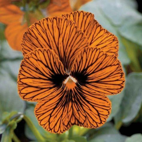 Orange Pansy, Pansy Garden, Eye Flower, Making Hats, Viola Flower, Pansy Flowers, Blue Lotus Flower, Pansies Flowers, Old Trees