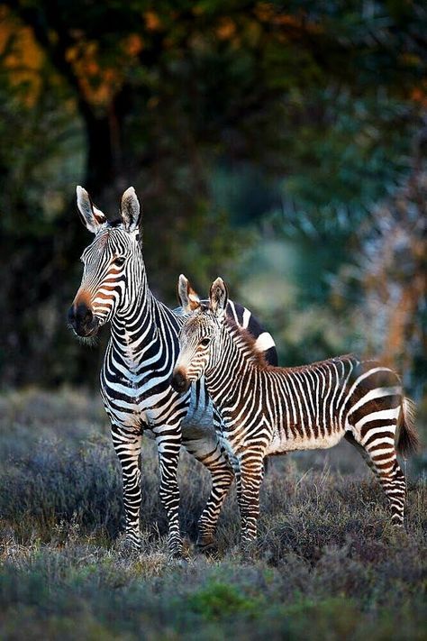 Mountain Zebra, Mare And Foal, Zebras Animal, Airbrush Art, African Wildlife, African Animals, Animals Images, Safari Animals, Animal Photo