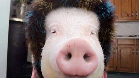 Of all the groups and people I follow on Facebook, there is one whose posts I anxiously look forward to throughout the day. Animals Wearing Hats, Funny Pig Pictures, Funny Animals Photos, Funny Dog Fails, Smiling Pig, Tiny Pigs, Student Lifestyle, Pet Pig, Weird Photos