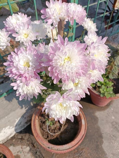 Chrysanthemum × morifolium is a species of perennial plant from family Asteraceae. Chrysanthemum Morifolium, Perennial Plants, Chrysanthemum, Perennials, Floral Wreath, Birds, India, Plants, Flowers