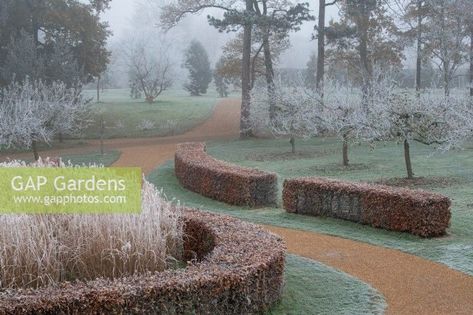 Pathway through lawns edged with low Beech hedging in the frost at RHS Wisley Gardens Beech Hedging, Wisley Gardens, Beech Hedge, Lawn Edging, Garden Images, Plant Photography, Mead, Hedges, Garden Landscaping