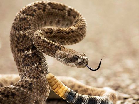 rattle snake symbolic meaning – Whispers, Channels, Prophecies & Visions Rattlesnake Tattoo, Snake Photos, Largest Snake, Rabbit Cages, Cute Snake, Snake Venom, Snake Art, Beautiful Snakes, Reptile Snakes