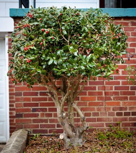 Hedge Trimming, How To Trim Bushes, Holly Shrub, Holly Bush, Holly Tree, Cottage Garden Design, Balcony Plants, Front Landscaping, Garden Shrubs