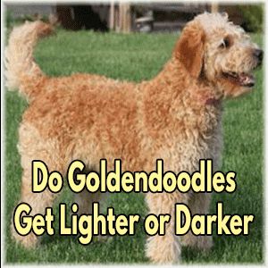 Red Goldendoodle, Answer The Question, Apple Fritters, Goldendoodle Puppy, Doodle Coloring, Goldendoodle, The Question, Getting Old, To Learn