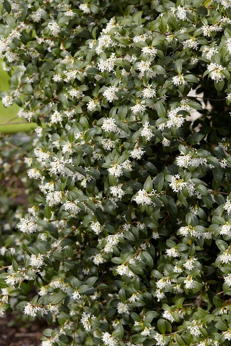 Find help & information on Osmanthus × burkwoodii Burkwood osmanthus Shrubs from the RHS Osmanthus Burkwoodii, Hampton Court Palace Gardens, Biodiversity Conservation, Buy Plants Online, Wildlife Gardening, School Garden, Plant Spacing, Garden Show, Plant Health