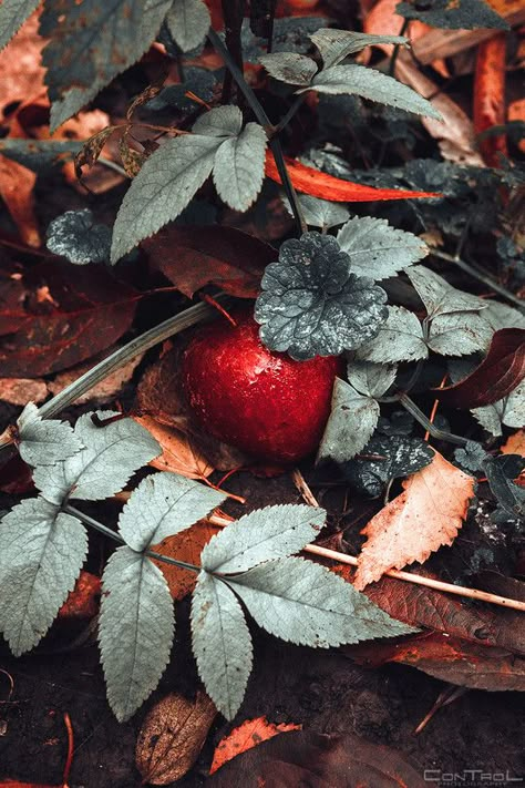 T H E _ C O L L E C T O R Fairy Tale Aesthetic, Snow White Aesthetic, Autumn Court, Poison Apples, Autumn Magic, Fairest Of Them All, The Seven Dwarfs, Seven Dwarfs, Princess Aesthetic