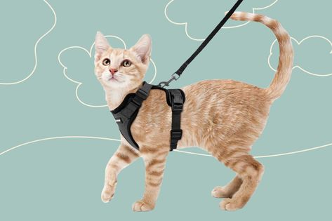 Cat Lead, Cat Personalities, Cat Harness, Cats Love, Pet Harness, Cat Supplies, Tiger Stripes, Cat Clothes, All About Cats