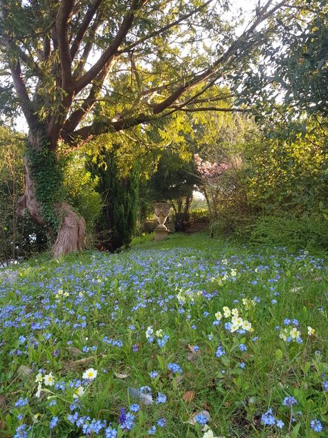 Forget me not, muscari, primoses and snakes head fratillary fill this spring wildflower lawn Wildflower Lawn Yards, Lawn Mowing Aesthetic, 8b Plants, Wildflower Landscaping, Wildflower Yard, Wisconsin Aesthetic, Natural Lawn, Healing Images, White Flower Arrangements