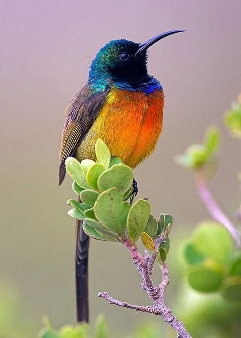 um belo passarinho! African Birds, Kinds Of Birds, Colorful Bird, Nature Birds, Bird Pictures, Exotic Birds, All Birds, Pretty Birds, Bird Photo