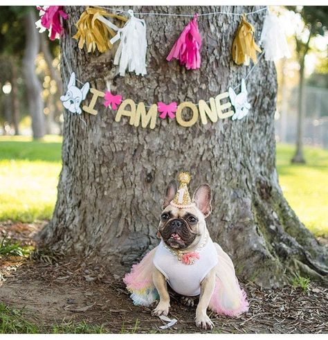 Dog Party Hat, Dog First Birthday, Dog Birthday Hat, Gold Glitter Party, Pig Birthday Party, Pet Birthday, Puppy Birthday Parties, Animal Birthday Party, Puppy Birthday