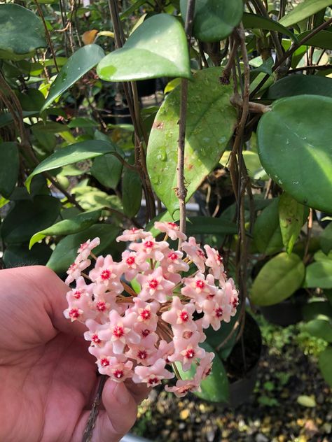 Hoya  Fungii Blooms Hoya Fungii, Plant Care Houseplant, Plant Ideas, Plant Care, Indoor Plants, House Plants, Grapes, Plants, Flowers