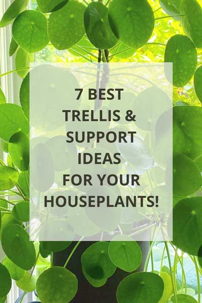 7 Best Trellis Supports for Your Houseplants! Diy Bamboo Trellis For Potted Plants, House Plant Trellis Ideas, Houseplant Trellis Ideas, Philodendron Potting Ideas, Hoya Trellis Ideas Diy, Diy Small Indoor Plant Trellis, Hoya Plant Trellis Ideas, Diy Indoor Plant Trellis Ideas, Philodendron Trellis