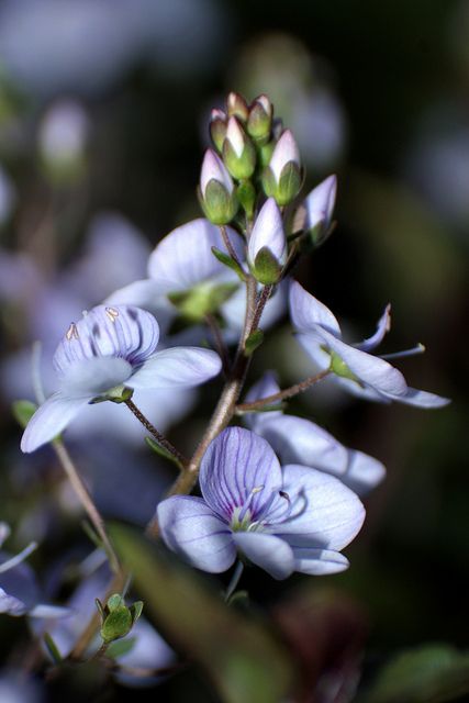 Veronica Speedwell - Waterperry Blue by froggieb, via Flickr Speedwell Flower, Veronica Chamaedrys, Veronica Speedwell, Cut Flower Garden, Spring Mood, Gorgeous Flowers, Blue T, Cut Flowers, Blue Flowers