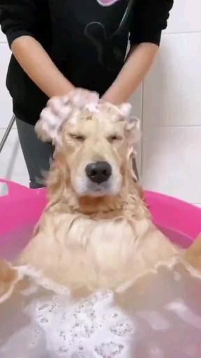 Regnul Animal, Dog Bath, Cute Funny Dogs, Funny Dog Videos, Cute Animal Videos, Cute Cats And Dogs, Dog Gifs, Funny Animal Pictures, Cute Little Animals