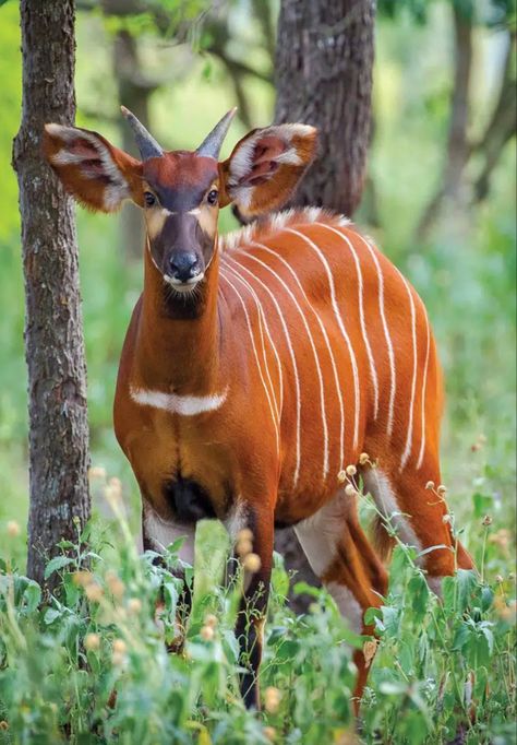 A large African antelope with backswept horns; critically endangered due to logging and poaching. Bongo Antelope, African Forest, African Antelope, Art Literature, Africa Wildlife, Bongos, Nature Music, Exotic Animals, Pretty Animals