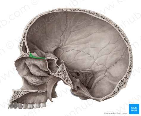 Cribriform plate (Lamina cribrosa); Image: Yousun Koh Palatine Bone, Sphenoid Bone, Skeleton Muscles, Skull Anatomy, Head Anatomy, Skull Watch, Gross Anatomy, Dental Fun, Nasal Cavity