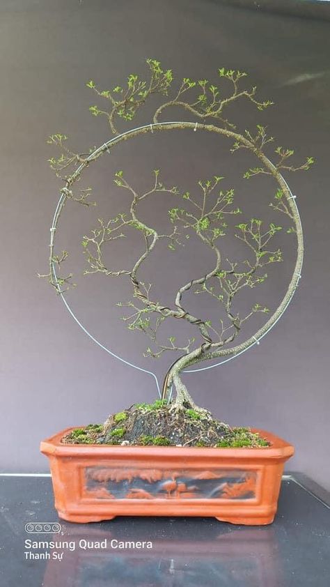 Bonsai Ideas Diy, Bonzai Tree Care, Root Over Rock Bonsai, Bonsai Decoration Ideas, Bonsai Pots Ideas, Plant Geometry, Bonsai Shapes, Bonsai Terrarium, Bonsai Inspiration