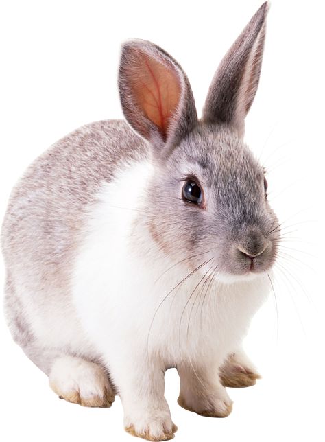 Grey Rabbit, Rabbit Png, Rabbit Pictures, Rabbit Photos, Animal Flashcards, Rabbit Painting, Wild Animals Pictures, Animal Pillow, Bunny Pictures